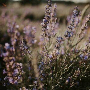 Mariage Dans La Lavande De Provence