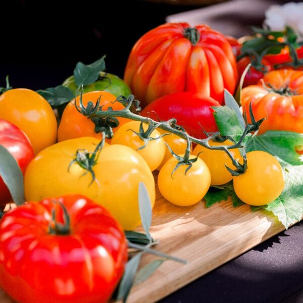 Atelier De Cocktail Avec Tomates Et Burrata